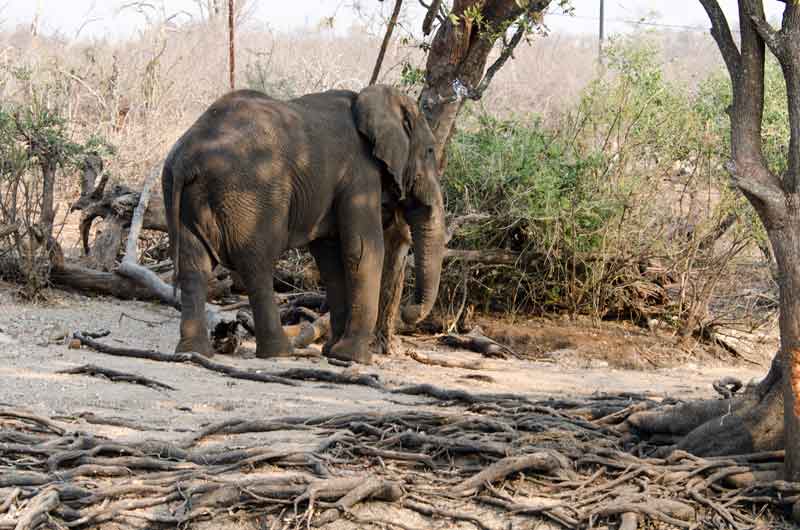 14 - Botswana - elefante - parque nacional de Chobe
